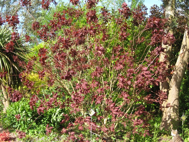 cotinus grace