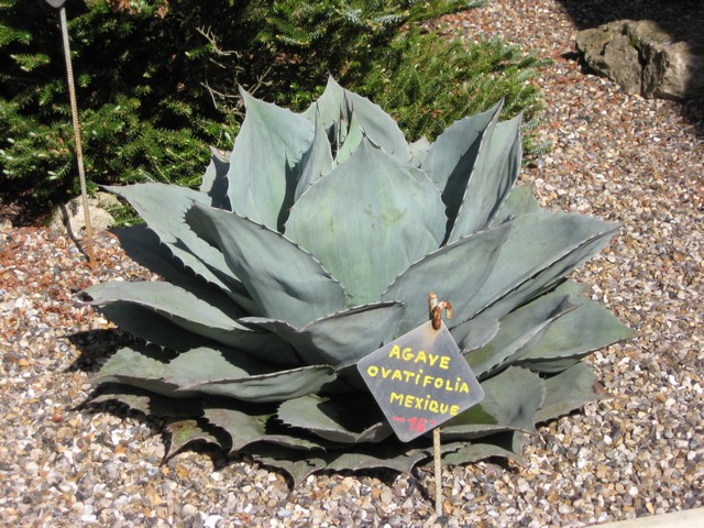 agave ovatifolia