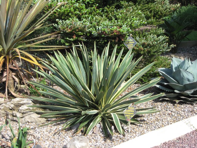 yucca gloriosa variégata