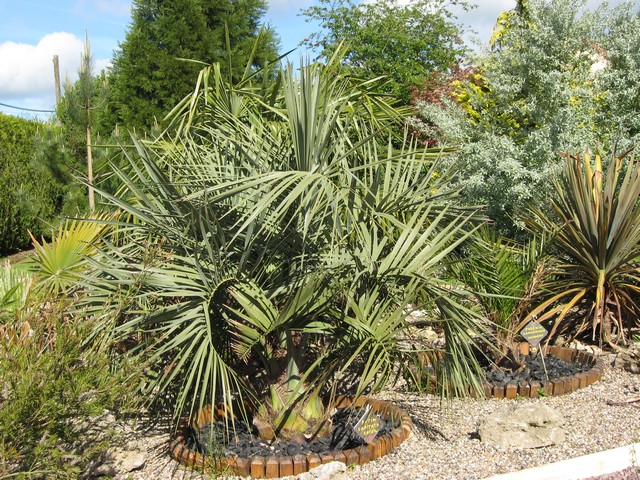 butia capitata