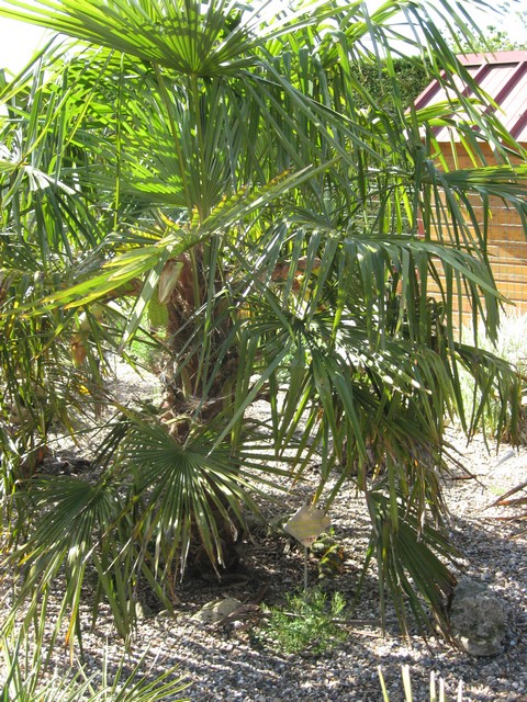 trachycarpus qui va fleurir