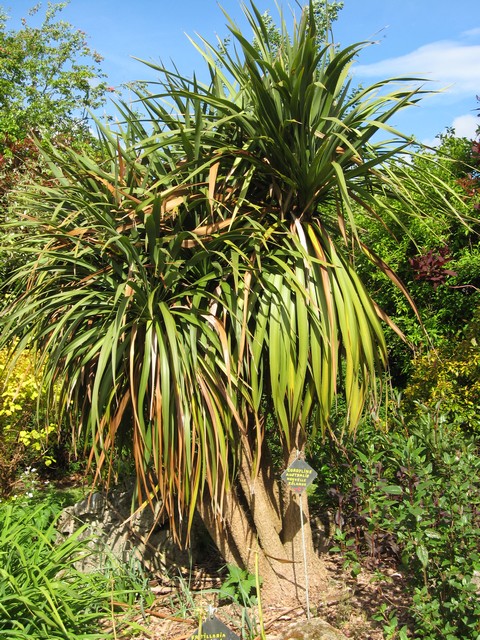 cordyline australis à 6 troncs