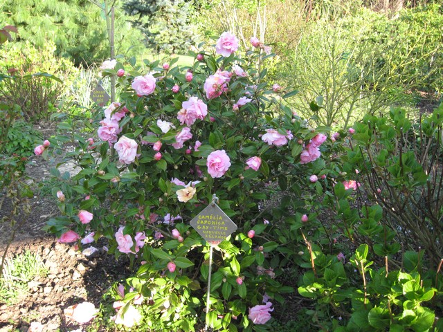 camélia japonica gay-time à fleur double