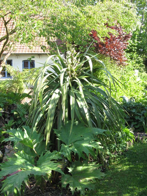 cordyline qui va fleurir et rheum palmatum