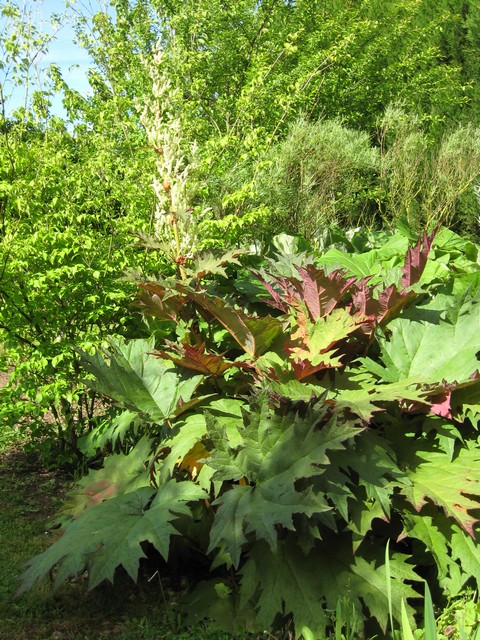 rheum palmatum en fleur