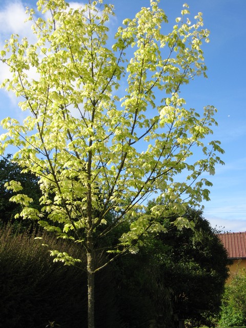 acer platanoides drummondii