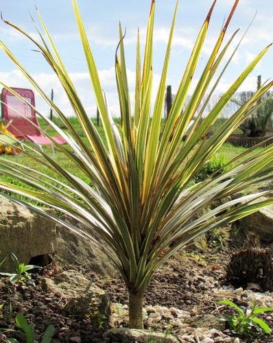 cordyline torbay dazzler (Copier).JPG