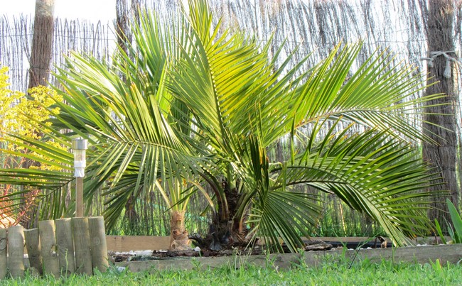 jubaea chilensis (Copier).JPG