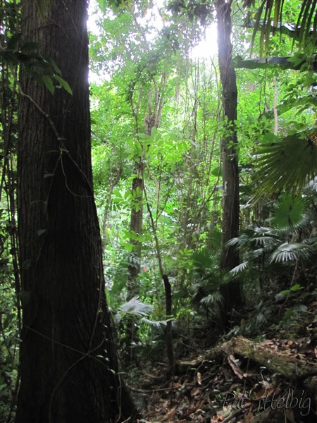 Partout les Thrinax barbadensis sont présents dans le sous-bois.jpg