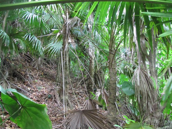 Les Thrinax barbadensis à l'état naturel dans la partie forestière du terrain.jpg
