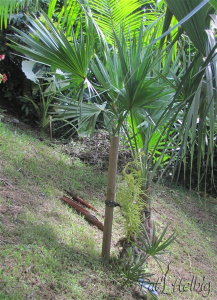 Première inflorescence du Serenoa repens silver! bis.jpg