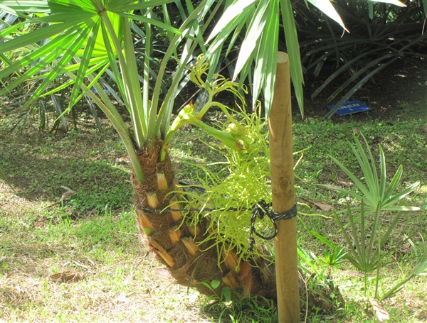 Première inflorescence du Serenoa repens silver rescapé de la tempête tropicale Matthew.jpg