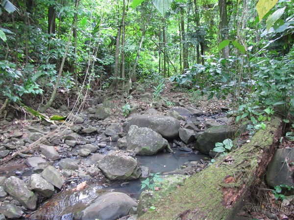 La rivière  -En Capitaine-  au milieu du terrain.jpg