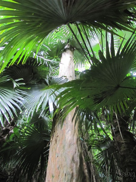 Les Thrinax barbadensis en compagnie d'un magnifique Bois d'Inde ou Pimenta racemosa.jpg