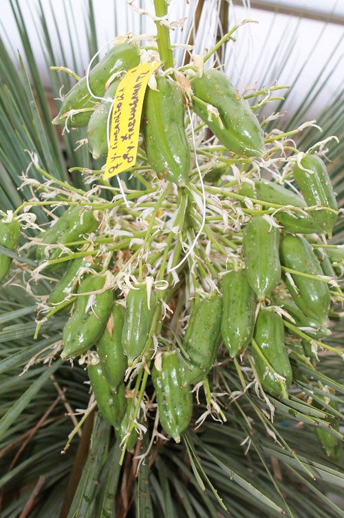 yucca linearifolia fruits REDIM.jpg