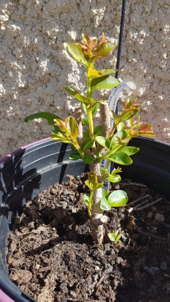 Petites branches et feuilles aujourd'hui