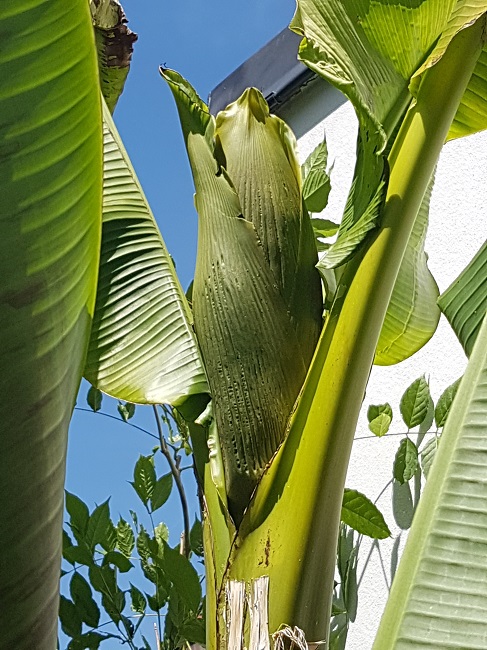 Inflorescence musa 2.jpg