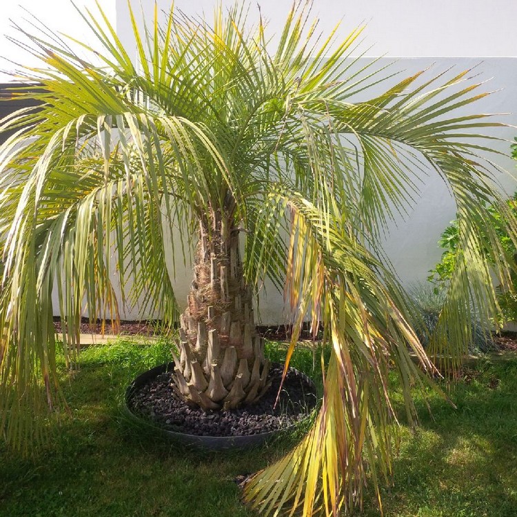 butia 1.jpg