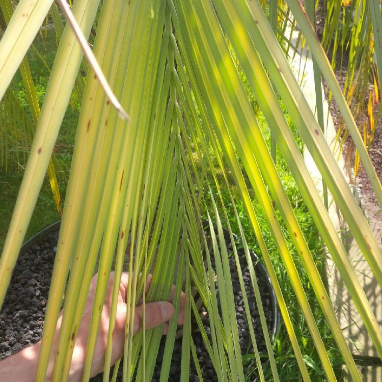 butia 2.jpg