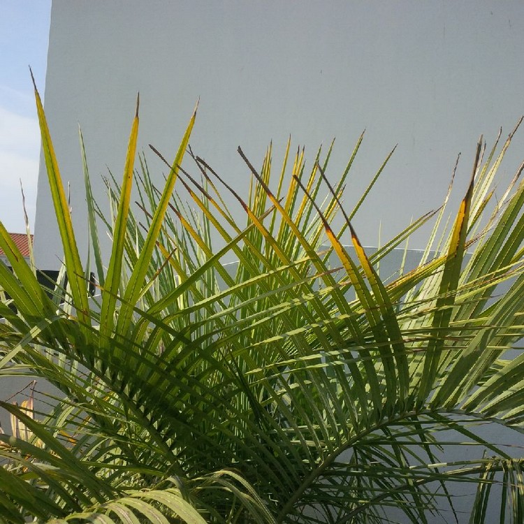 butia 4.jpg