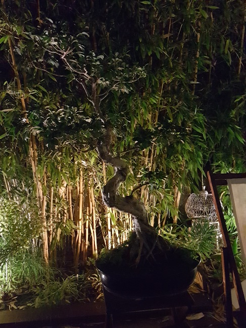 Jardin la nuit tropicale 27052017 (1).jpg