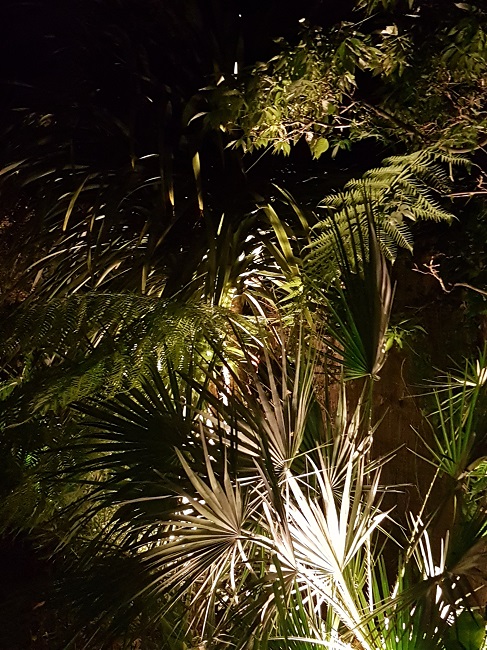 Jardin la nuit tropicale 27052017 (6).jpg