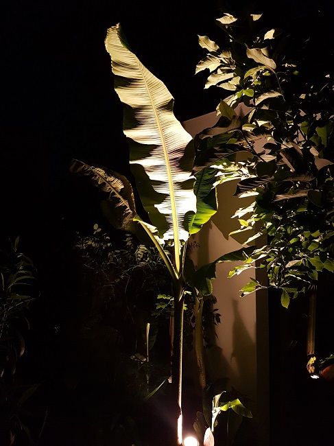 Jardin la nuit tropicale 27052017 (4).jpg