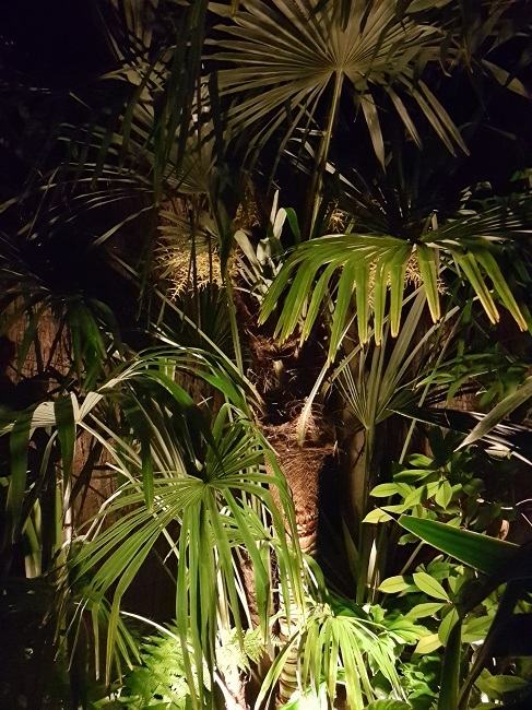 Jardin la nuit tropicale 27052017 (8).jpg