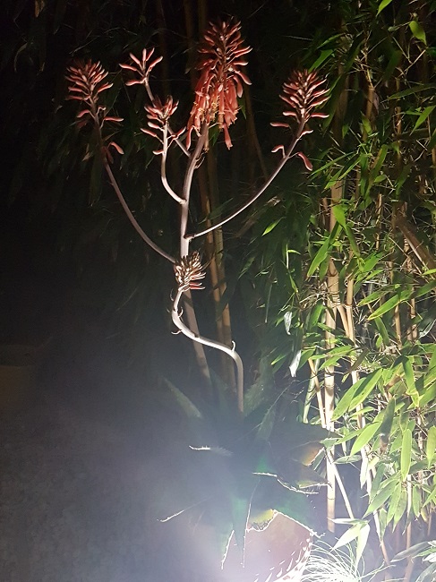 Jardin la nuit tropicale 27052017 (14).jpg