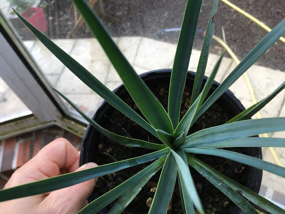 yucca linearifolia x yucca treculeana REDIM.JPG