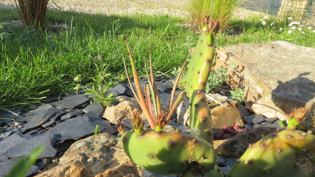 opuntia humifusa et agave filifera