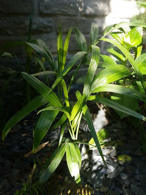 Jardin 1er juin 2017 (11).jpg