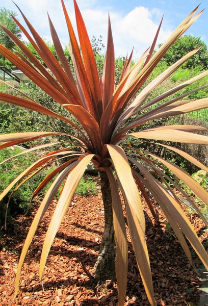 cordyline atropurpureum (Copier).JPG