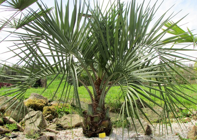 butia  (Copier).JPG