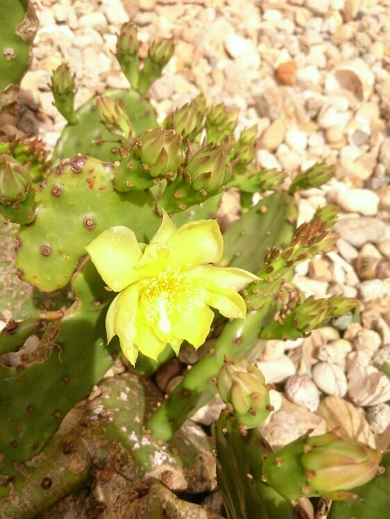Première floraison d'opuntia humifusa, et d'autres à venir