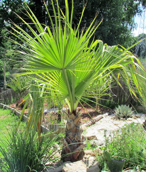 washingtonia filifera ; (Copier).JPG