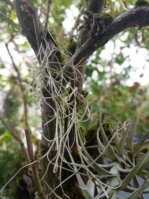 Tillandsia usneoides longues feuillles.jpg