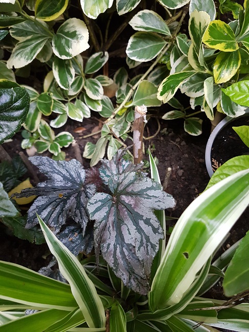 Begonia Garden Angel Silver.jpg