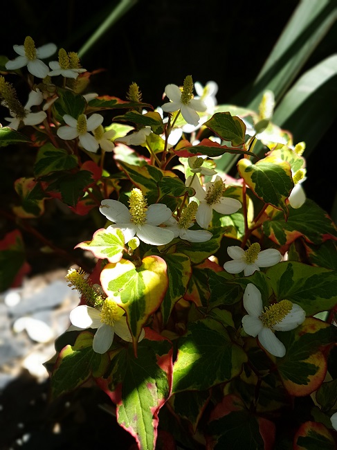 Houttuynia cordata .jpg