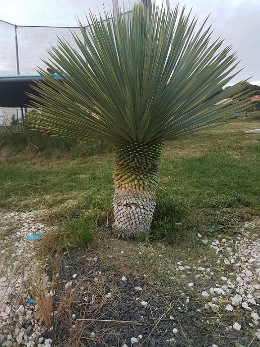 yucca rostrata.jpg