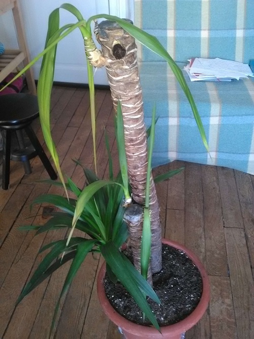 yucca situation.jpg