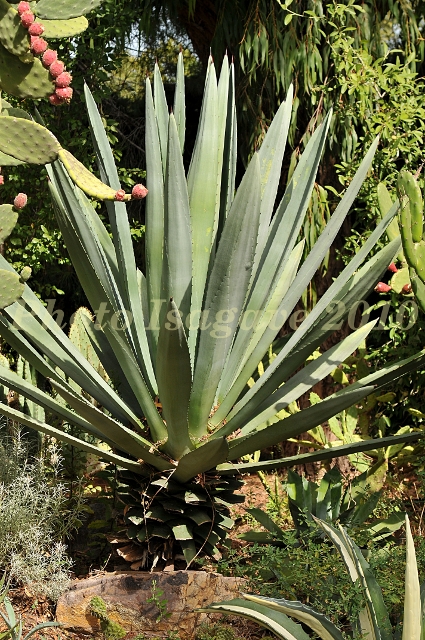 Agave fourcroydes Isagave.JPG