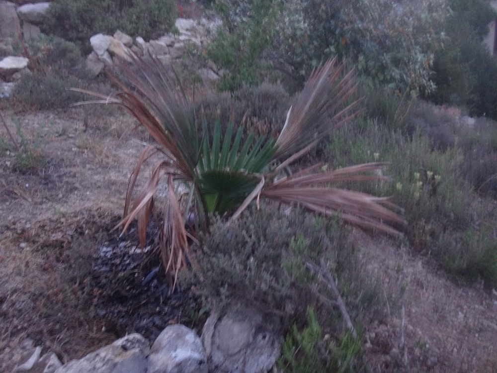 Decumbens planté ( 05.2017 ).JPG