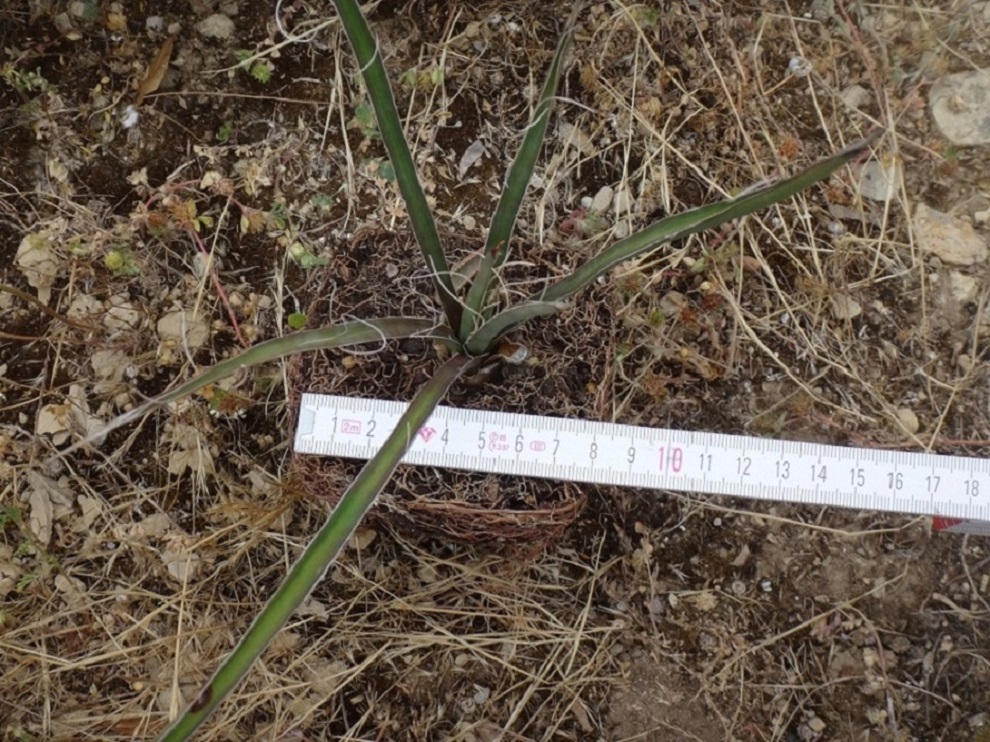 Yucca filifera planté.JPG