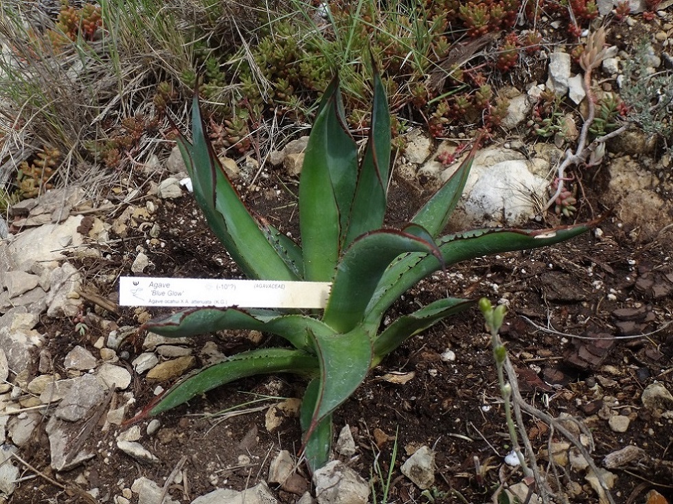 Agave 'Blue Glow'.JPG