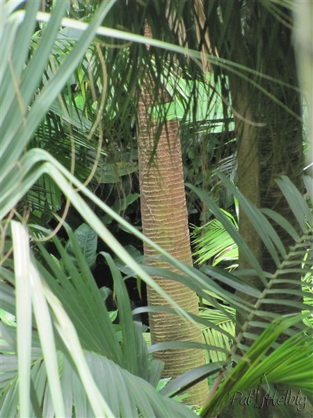 A mon avis,l'un des plus beaux  stipes, celui du Washingtonia robusta.jpg