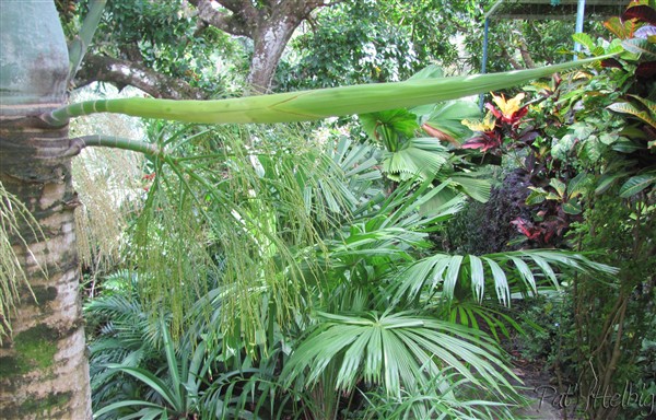 En pleine forme le Hyophorbe verschaffeltii !! Au 2ième plan les élégantes feuilles du Licuala distans.jpg