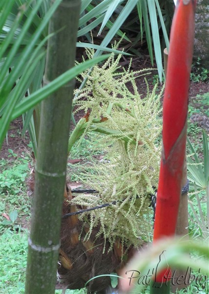 La magnifique inflorescence du Serenoa repens évolue.jpg