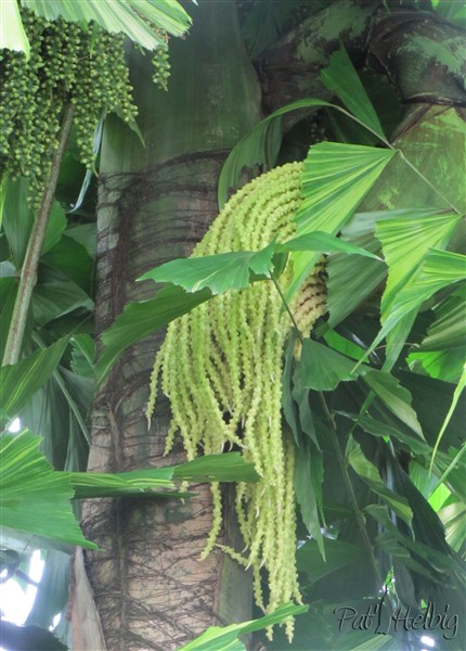 Et encore une nouvelle inflorescence sur le stipe du Caryota mitis variegata plié par la tempête tropicale Matthew!!! 1.jpg