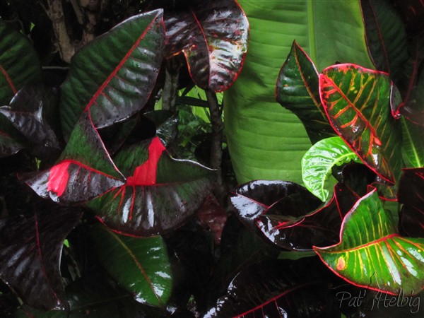 Les crotons, je ne m'en lasse pas à condition qu'ils soient espacés sur le terrain.jpg